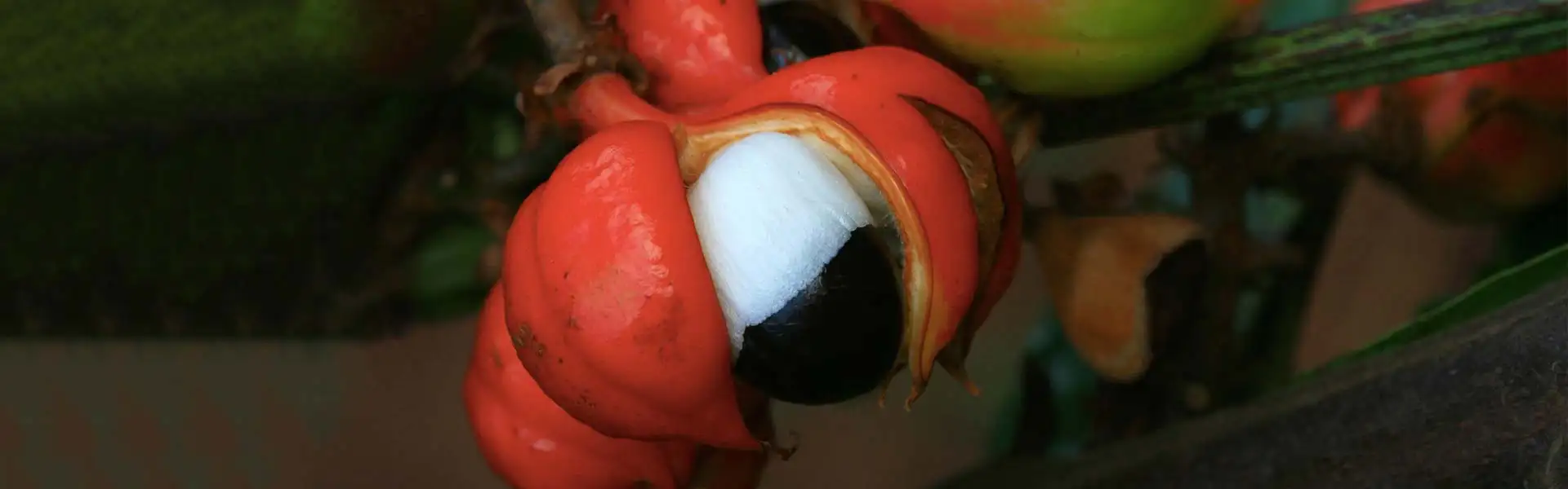 bkm-blog-brezilya-mutfagi-guarana